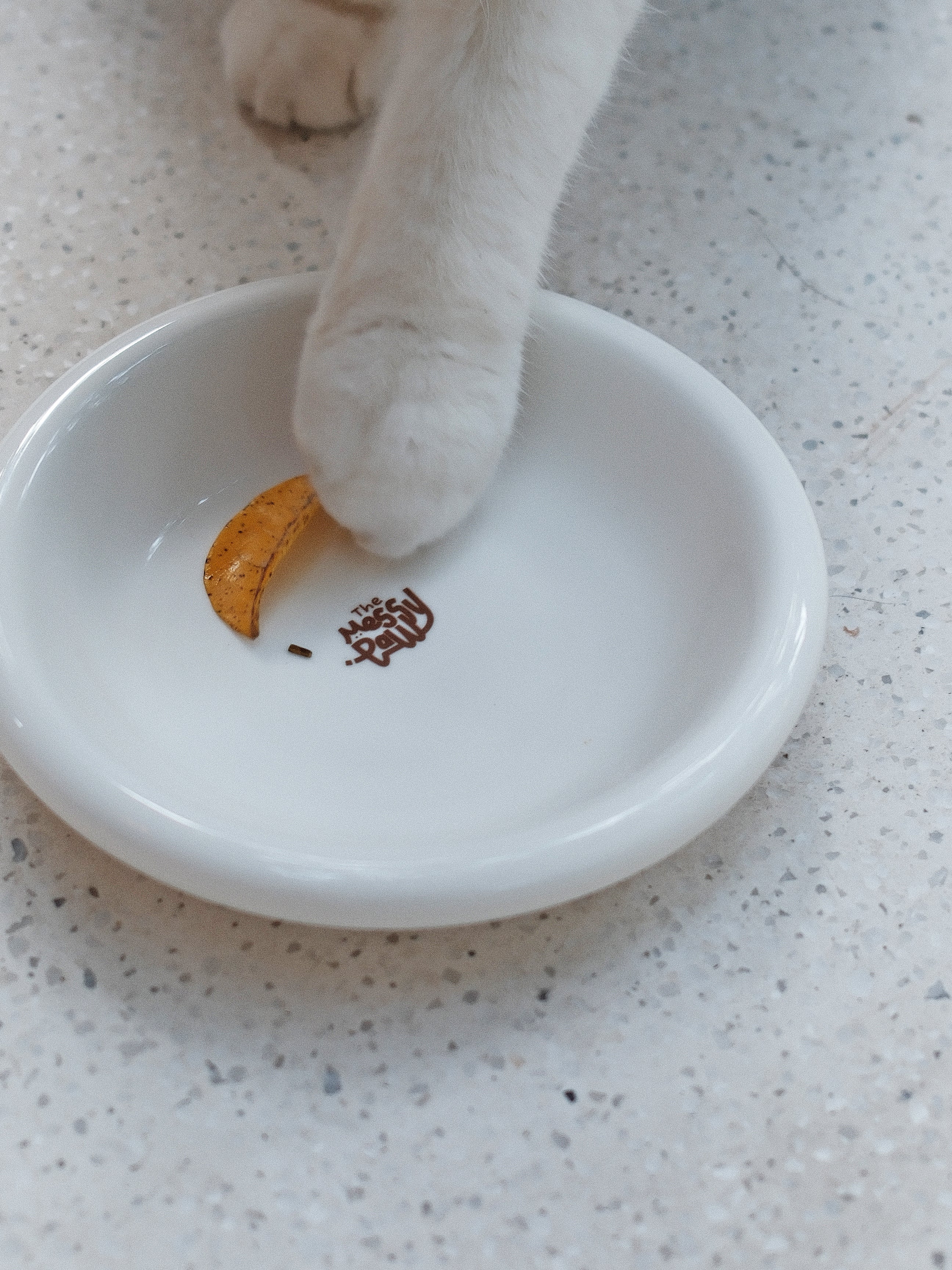 HALO Handmade Shallow Ceramic Pet Bowl - Blanc
